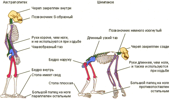 Скелеты шимпанзе и австралопитека