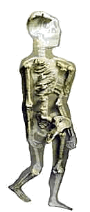 скелет Australopithecus afarensis (Австралопитек афарский, что переводится как «южная обезьяна из Афара»), найденный в Эфиопии в 1979 году